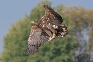 Orzeł bielik łac. Haliaeetus albicilla  lecący z rybą w szponach na tle drzew. Fotografia z Zalew Szczeciński Polska. © PIOTR