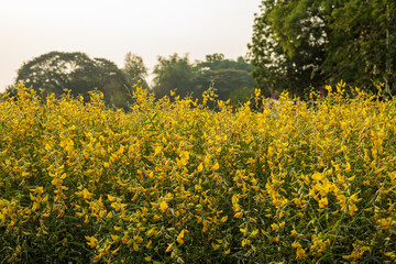 Sunhemp flower garden, Crotalaria juncea yellow, beautiful blooming, abundant abundance.