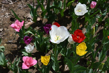 colorful tulips in the garden