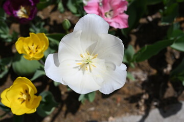Obraz na płótnie Canvas colorful tulips in the garden