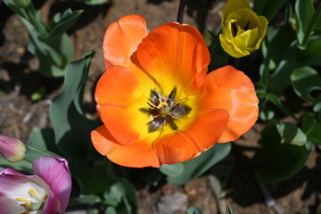 colorful tulips in the garden