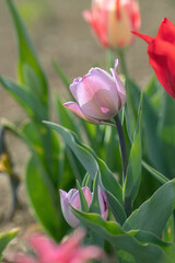 Closup of a purple tulip blossom.