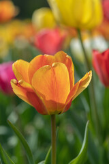 Closeup of an orange tulip blossoom.