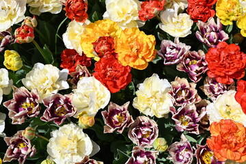 colorful tulips in the garden