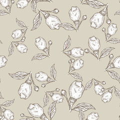 Seamless pattern engraved lemon on branch with leaves. Vintage background lime growing on twig in hand drawn style.