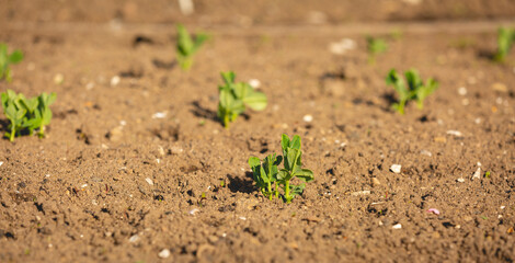 Plantations de de légumes sur un terrain. Il s'agit de légumes biologiques.