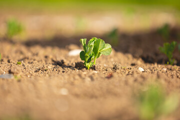 Plante qui pousse dans un jardin potager pour se nourrir. 
