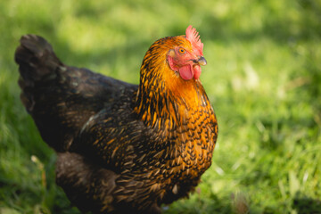 Poule en liberté dans un jardin. 