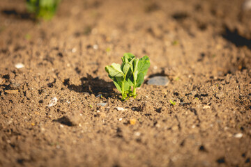 Une plante qui pousse dans un champ pour l'agriculture avec des légumes bio.
