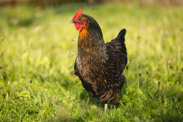 Une poule qui se promène dans le jardin.
