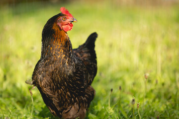 Poule bio en plein air dans une ferme.
