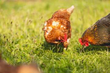 Poules dans l'herbe en train de manger dans une ferme biologique.