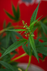 green medicinal marijuana bush on a red background