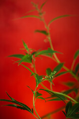 green medicinal marijuana bush on a red background
