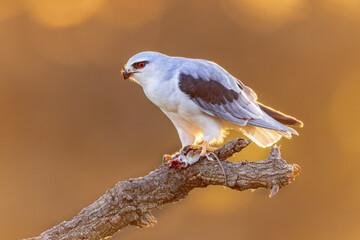 Black Winged Kite on Bright Background