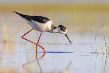 Black Winged Stilt against vivid background