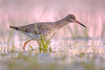 Common Redshank in Wetland during migration