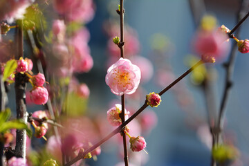 Różowy kwiat na ozdobnym drzewie w parku na wiosnę. 