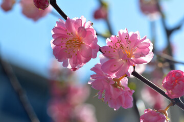 Różowy kwiat na ozdobnym drzewie w parku na wiosnę.  - obrazy, fototapety, plakaty