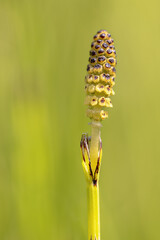 Flower of Marsh Horsetail