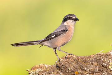 Iberian Grey Shrike on bright background