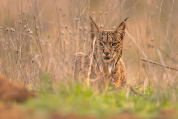Iberian Lynx in Ambush near Rabbit Residence