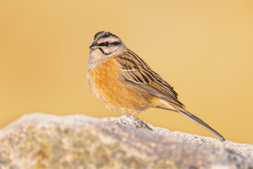 Rock bunting perched on stone