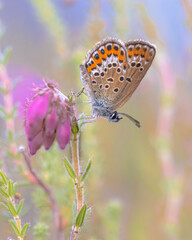 Silver Studded Blue Butterfly on Erica Heath