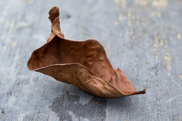 leaf on a board