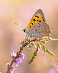 Fototapeta na wymiar Small copper butterfly resting on heath