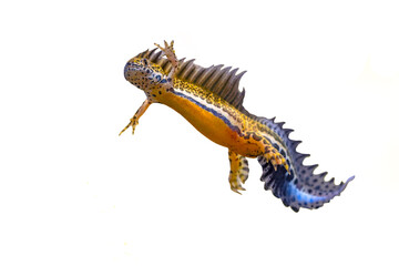 Southern banded newt aquatic animal on white background