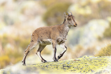 Obraz premium Spanish Ibex young animal in Gredos Mountains