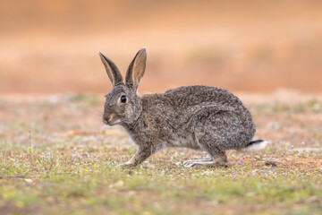 Fototapeta premium Wild European Rabbit looking at Camera