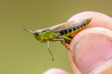 water meadow grasshopper female