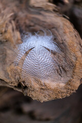 Zebra Feather 