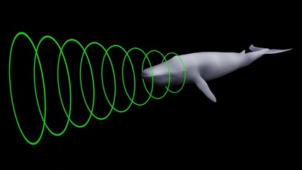 Whale emitting sonar , echolocation signals . Cetacean sending , transmitting echolocation sound waves. 3d illustration render - obrazy, fototapety, plakaty