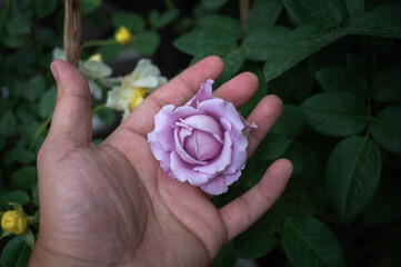 The beatuiful rose that was about to bloom was touched in hand tenderly.