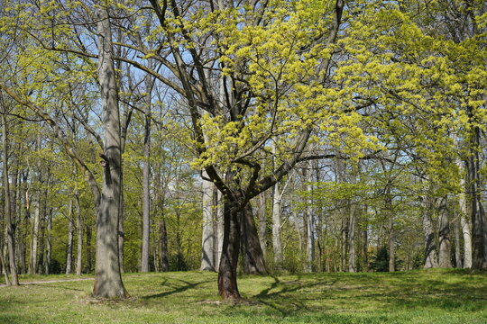 Sonnige Parklandschaft in Berlin im Fr&uuml;hling