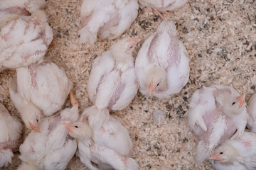 Little chicks are gathering for sleeping close up. Curious small chickens are looking into the camera