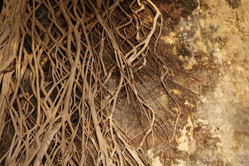 The root of a Banyan tree climbing over an old broken building.
