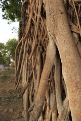 The root of a Banyan tree climbing over an old broken building.
