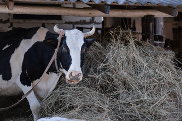 Black and white Holstein Friesian cattle cows grazing on farmland.