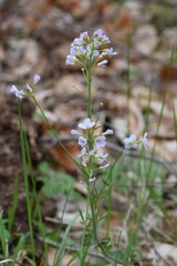 Cuckooflower