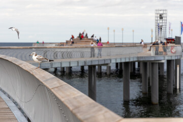 A seagull sits on the railing of the new pier in Koserow on the island of Usedom..