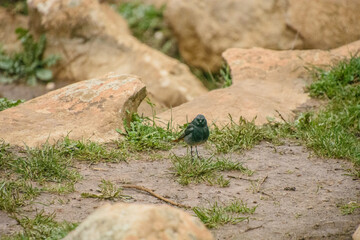 Little bird  in the National park Torcal de Antequera, Andalusia, Spain