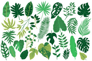 Set of tropical leaves isolated on white background. Vector graphics.