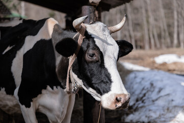 Obraz na płótnie Canvas Black and white Holstein Friesian cattle cows grazing on farmland.