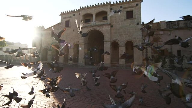 Slow motion flock of pigeons flying away on the main square in the Columbus Park in Colonial Zone of Santo Domingo. Cathedral of America in the background at sunrise.
