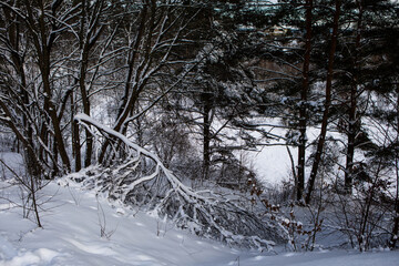 Fototapeta premium Snowy trees in the frosted forest scenery in winter