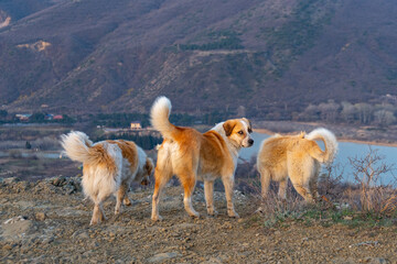 Dogs on mountain peak at the sunrise